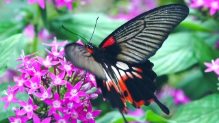 No Copyright News Intro Video, Butterfly, Insect, Herb, Common Unicorn Plant, Plant
