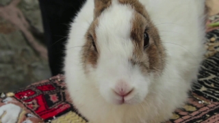 No Copyright Status Video Download, Bunny, Rabbit, Fur, Cute, Pet