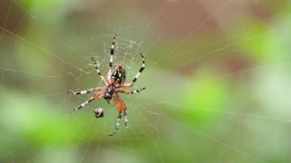 No Copyright Status Video Download, Garden Spider, Spider, Arachnid, Spider Web, Web