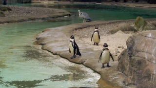 No Copyright Stock Video, King Penguin, Penguin, Seabird, Bird, Water