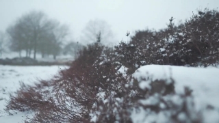No Copyright Video Clips, Snow, Weather, Winter, Cold, Frost