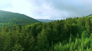 No Copyright Video Clips Without Watermark Download, Tree, Forest, Landscape, Woody Plant, Sky