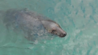 No Copyright Video Footage, Sea Lion, Eared Seal, Seal, Water, Sea