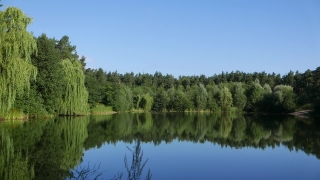 No Copyright Video Stock, Tree, Willow, Lake, Landscape, Forest