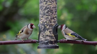 No Copyright Video Website, Goldfinch, Finch, Bird, Wildlife, Feather