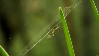 No Copyright Videos, Insect, Arthropod, Damselfly, Dragonfly, Mosquito