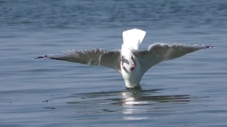 No Copyright Videos Youtube, Gull, Seabird, Bird, Coastal Diving Bird, Albatross