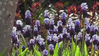Non Copyright Green Screen Video, Herb, Plant, Vascular Plant, Lavender, Flower