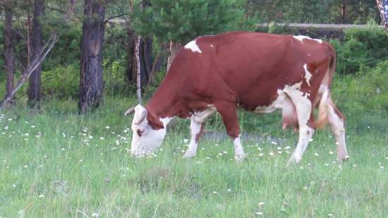 Non Copyright Video Clips, Cow, Farm, Cattle, Grass, Ranch