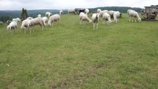 Non Copyrighted Tamil Videos, Simpleton, Farm, Sheep, Grass, Field