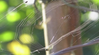 Old Stock Video, Spider Web, Web, Trap, Cobweb, Spider