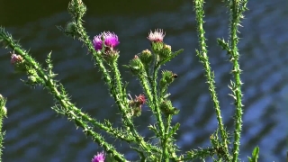 Online Video Downloader Using Url, Herb, Vascular Plant, Plant, Flower, Milk Thistle