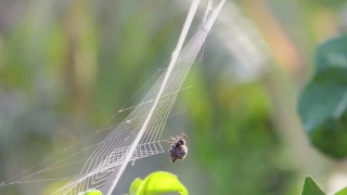 Particles Footage, Insect, Dragonfly, Spider Web, Web, Arthropod