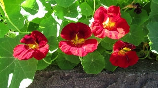 Philadelphia Stock Footage, Flower, Herb, Vascular Plant, Plant, Primrose