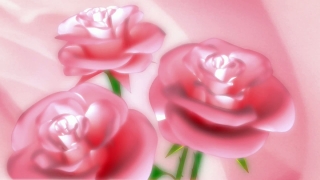 Pink, Flower, Rose, Petal, Flowers, Love