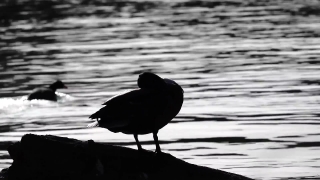 Pixels Stock Footage, Coot, Wading Bird, Bird, Water, Wildlife