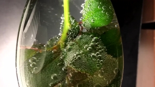 Popular Stock Video And Audio, Broccoli, Vegetable, Water, Fresh, Produce
