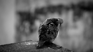 Powerpoint Background, Dove, Bird, Wildlife, Beak, Feather