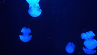 Powerpoint Motion Background, Jellyfish, Invertebrate, Animal, Light, Space