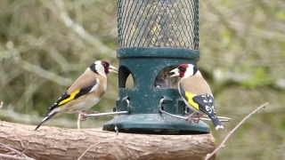 Pregnant Woman Stock Footage, Goldfinch, Finch, Bird, Wildlife, Beak