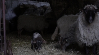 Premiere Pro Stock Video, Swine, Warthog, Livestock, Ungulate, Farm