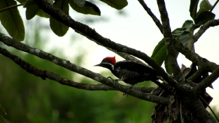 Pubg Short Video No Copyright, Woodpecker, Bird, Vertebrate, Wildlife, Chordate