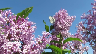 Random Stock Video, Lilac, Flower, Spring, Flowers, Plant