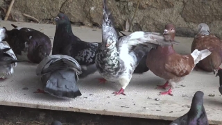 Raven Stock Footage, Hen, Bird, Animal, Livestock, Feather