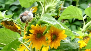 Restaurant Stock Video, Sunflower, Plant, Flower, Yellow, Herb