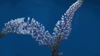 River Stock Footage, Shrub, Vascular Plant, Plant, Woody Plant, Ice