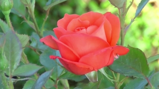 Rose, Shrub, Flower, Plant, Bud, Petal