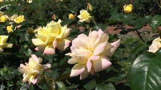 Rose, Shrub, Plant, Flower, Blossom, Flora