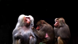 Royalty Free Animal Videos, Baboon, Monkey, Primate, Ape, Wildlife
