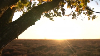 Royalty Free Hd Video Clips, Tree, Sky, Landscape, Oak, Forest