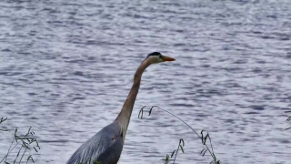 Royalty Free Nature Video Clips, Little Blue Heron, Heron, Wading Bird, Bird, Aquatic Bird