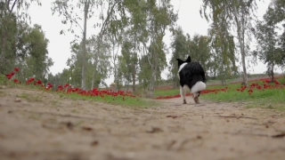 Royalty Free News Footage, Dog, Grass, Farm, Tree, Border Collie
