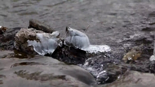 Royalty Free Video Clips No Cost, Ice, Water, Bird, Snow, River