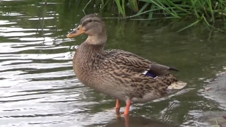 Royalty Free Videos, Duck, Drake, Waterfowl, Goose, Red-breasted Merganser