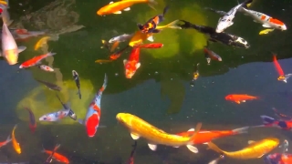 Running Stock Video, Goldfish, Water, Pond, Orange, Swim