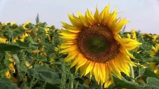 Science Stock Videos, Sunflower, Flower, Yellow, Agriculture, Field