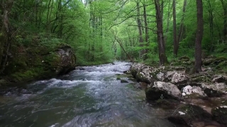 Sea Stock Video, Forest, River, Land, Stream, Water
