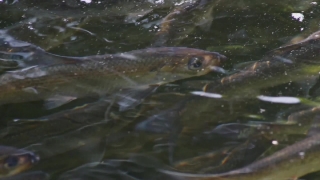 Selling Stock Video Footage, Platypus, Catfish, Fish, Water, Soft-finned Fish