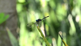 Selling Video Footage, Dragonfly, Insect, Arthropod, Damselfly, Fly