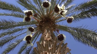 Short Stock Videos, Tree, Plant, Palm, Cactus, Holiday