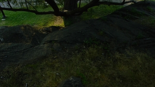 Short Video Without Copyright, Megalith, Grave, Tree, Forest, Memorial