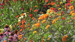 Slides Background, Plant, Vascular Plant, Flower, Herb, Poppy