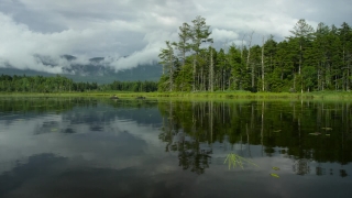 Slow Motion Stock Video, Lake, Forest, Landscape, Tree, Reflection