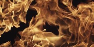 Sneezing Stock Footage, Hen-of-the-woods, Fungus, Organism, Flame, Fire