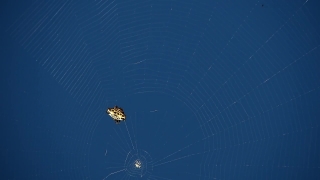 Spider Web, Web, Parachute, Trap, Star, Rescue Equipment
