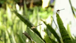 Stars Stock Video, Insect, Grasshopper, Arthropod, Leaf, Plant